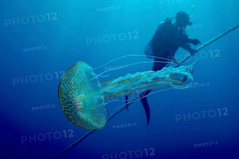 A luminous jellyfish (Pelagia noctiluca) floating in the blue water, diver in the background, dive site peninsula Giens, Mediterranean Sea, Porquerolles, Provence, Côte d'Azur, France