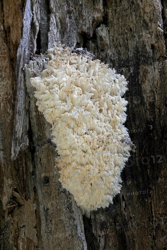 Coral Tooth (Hericium coralloides) growing on tree in forest, Germany