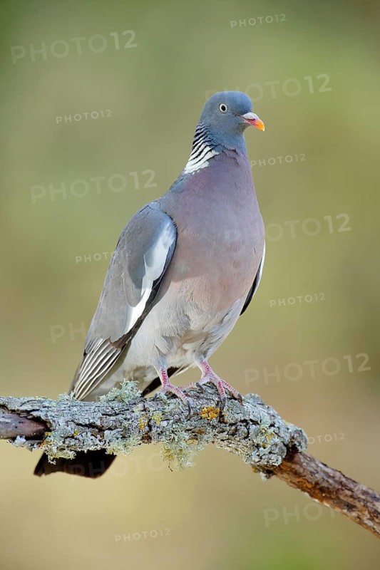 Common Wood Pigeon (Columba palumbus) perched on lichen branch, Andalusia, Spain
