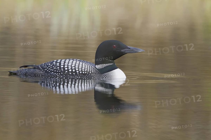 Great Northern Loon (Gavia immer), British Columbia, Canada