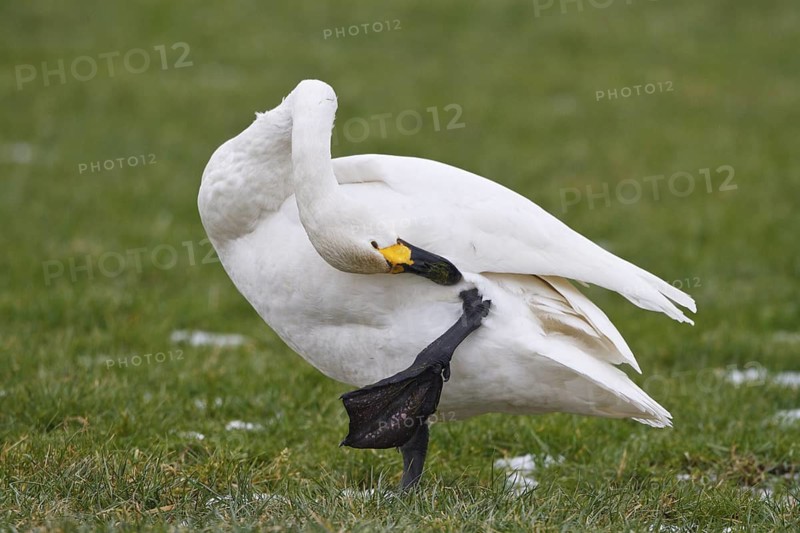 Tundra Swan (Cygnus columbianus bewickii), Netherlands