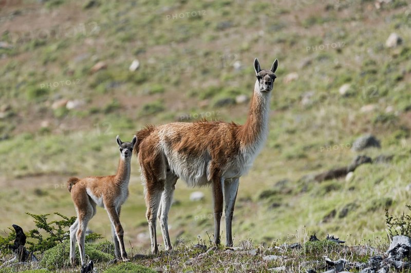 Guanaco (Llama guanicoe), mother with young, standing on a grassy slope, Torres del Paine National Park, Patagonia, Chile
