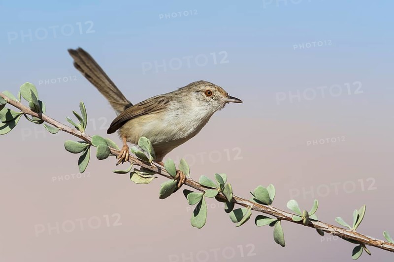 Graceful Prinia (Prinia gracilis), Eilat, Israel