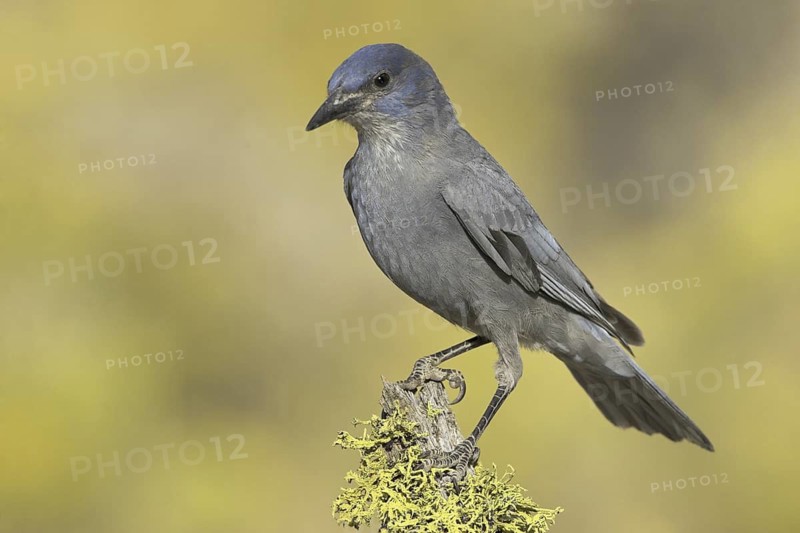 Pinyon Jay (Gymnorhinus cyanocephalus), Oregon, USA