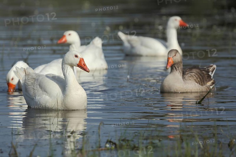 Flock of white-fronted domestic goose (Anser anser f. domestica) swimming in the lake, Los Barruecos, Malpartida de Caceres, Caceres, Extremadura, Spain