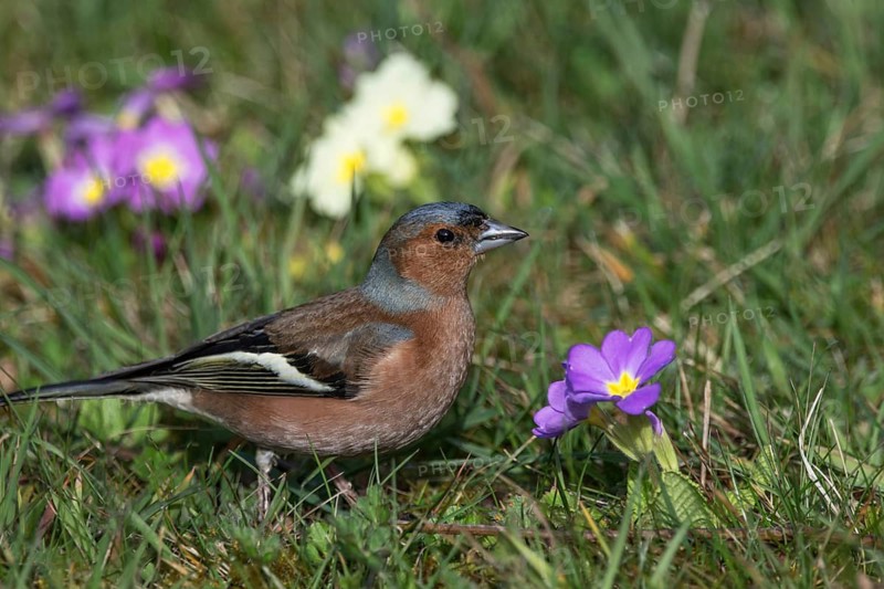 A male chaffinch (Fringilla coelebs) sitting in a meadow with primroses in a natural environment, Baden-Württemberg, Germany