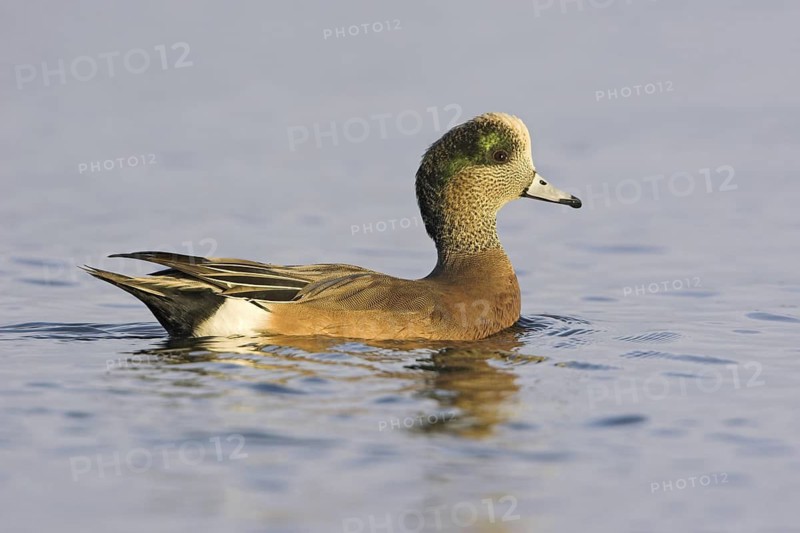 American Wigeon (Mareca americana) male, British Columbia, Canada