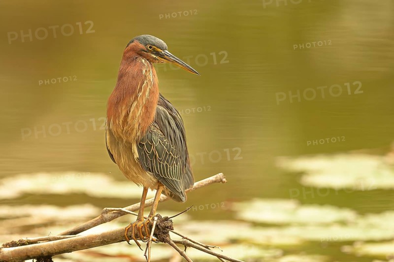 Naturfotografie Sylvia & Olaf Rentzsch