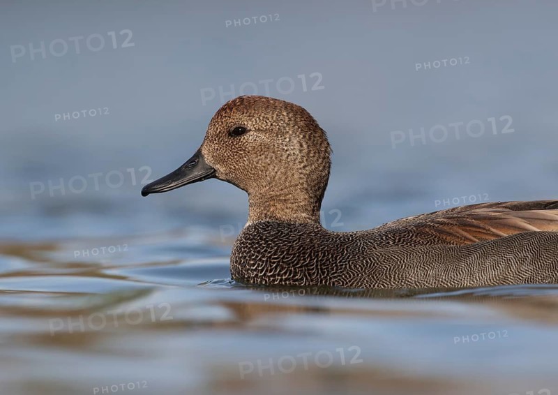 Gadwall (Mareca strepera) male, Texas, USA
