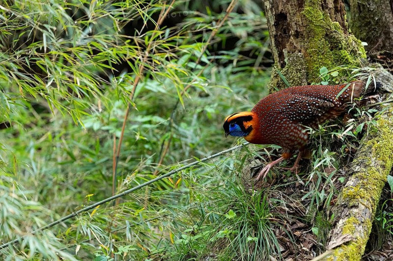 Temminck's Tragopan (Tragopan temminckii) male perched on a mossy log in bamboo forest, Yunnan, China