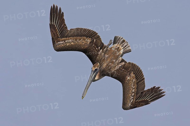 Brown Pelican (Pelecanus occidentalis) flying, Florida, USA
