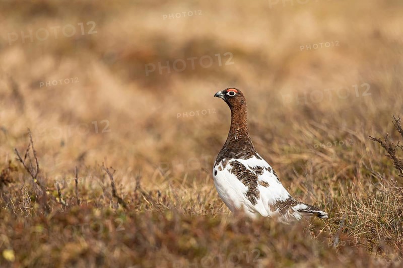 Willow Ptarmigan (Lagopus lagopus), Dalarna, Sweden
