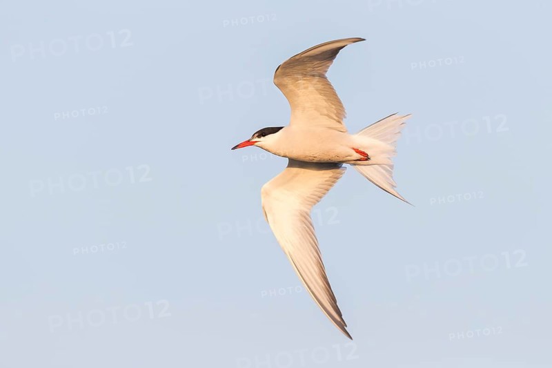 Flussseeschwalbe, Fluss-Seeschwalbe, Flußseeschwalbe, Common Tern, Sterna hirundo, Sterne pierregarin, Charrán Común