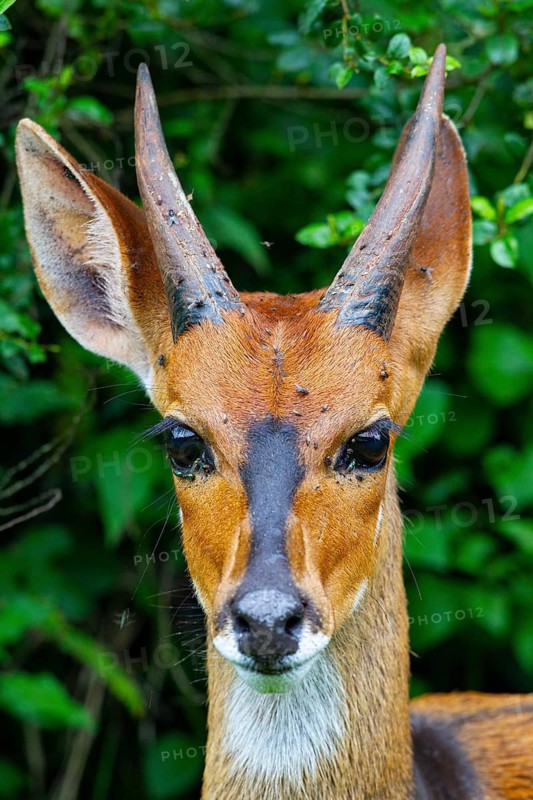 Bushbuck (Tragelaphgus scriptus) Aberdare National Park Kenya