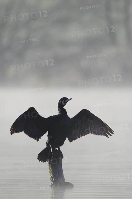 Great Cormorant (Phalacrocorax carbo), North Rhine-Westphalia, Germany