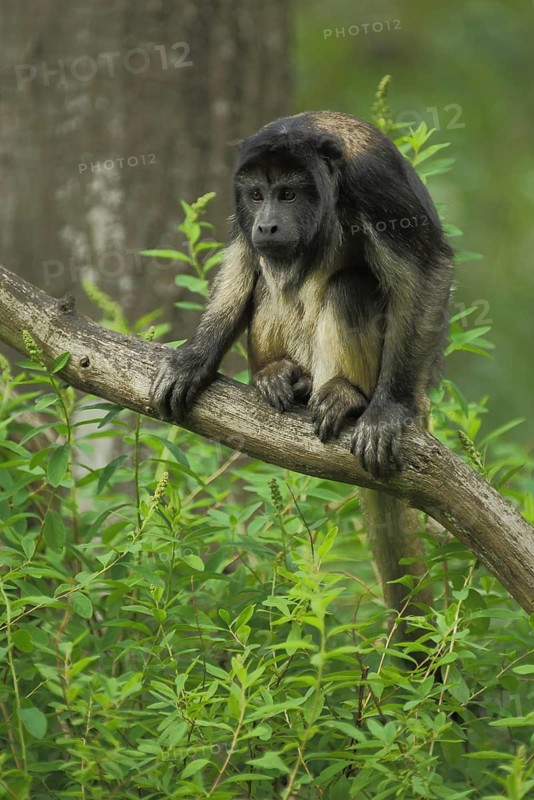 Black howler (Alouatta caraya), male, juvenile, captive