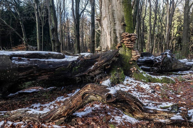 Deadwood in winter beech forest (Fagus sylvatica), Emsland, Lower Saxony, Germany