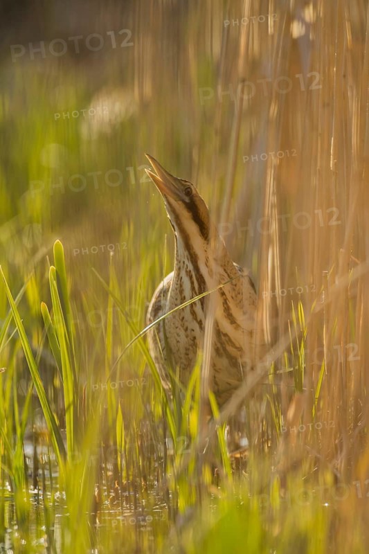 Great or Eurasian bittern (Botaurus stellaris) adult bird in a reedbed in spring, RSPB Minsmere nature reserve, Suffolk, England, United Kingdom