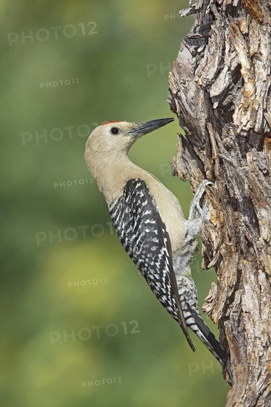 Gila Woodpecker Melanerpes uropygialis Tucson, Arizona, United States 10 June Adult Male Picidae