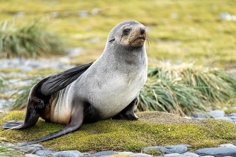 Antarctic Fur Seal (Arctocephalus gazella), sitting upright on grassy ground between tussock grass and pebbles, South Georgia, South Atlantic