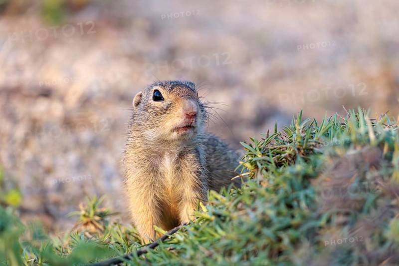 A fully grown ground squirrel (Spermophilus citellus) sits on gravel next to green vegetation on a sunny day in hilly terrain. Austria