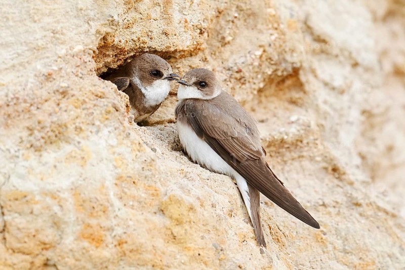 Sand martin (Riparia riparia), pair at the breeding tube, Schleswig-Holstein, Germany