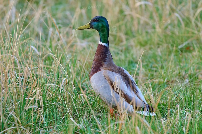 A mallard standing in the green grass of a field, mallard (Anas platyrhynchos), spring, bird island, Altmühlsee, Muhr am See, Gunzenhausen, Franconian Lake District, Bavaria, Germany