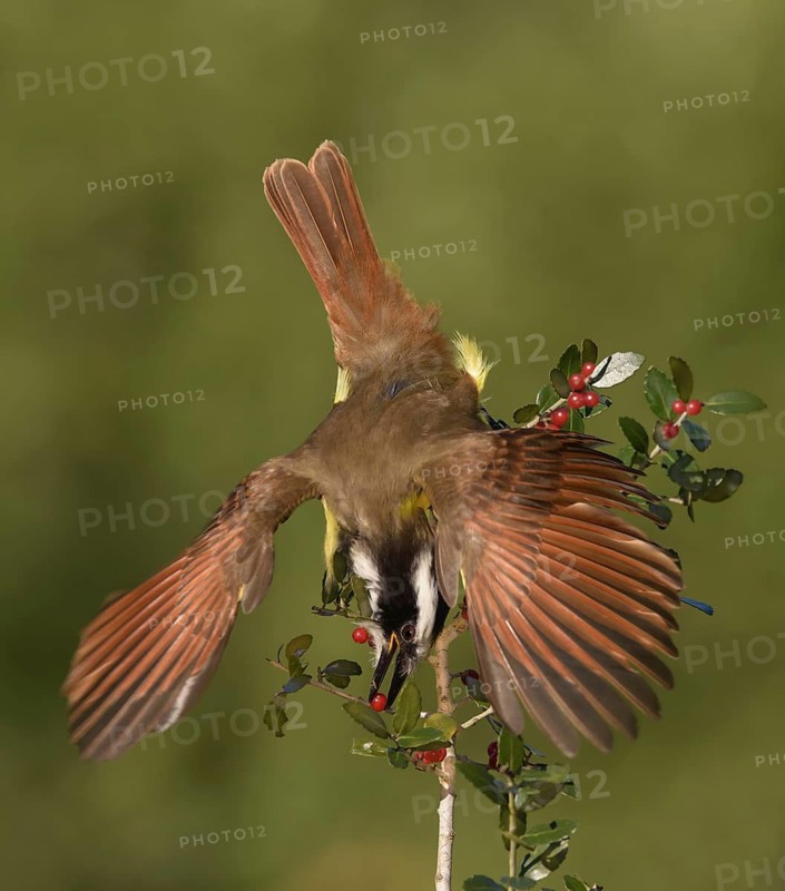 Great Kiskadee (Pitangus sulphuratus) feeding on red berries, Texas, USA