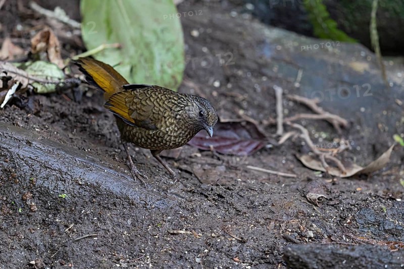 Scaly Laughingthrush (Trochalopteron subunicolor griseatum) perched on the ground, Yunnan, China