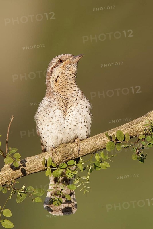 Eurasian Wryneck (Jynx torquilla), Brandenburg, Germany