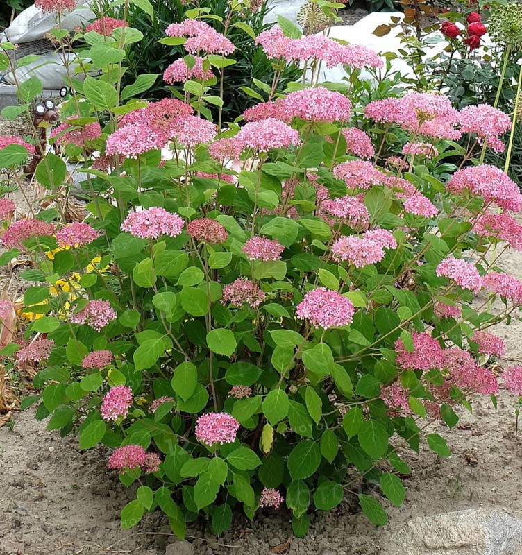 Pink Snowball Hydrangea (Hydrangea arborescens INVINCIBELLE), Germany