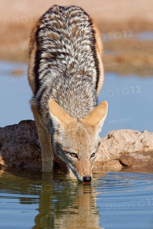 Black-backed jackal (Lupulella mesomelas), adult animal, reflected in the water, drinking at a waterhole, facing camera, Kgalagadi Transfrontier Park, Northern Cape, South Africa