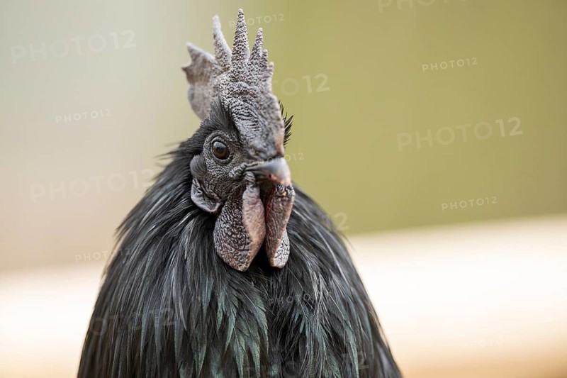 Ayam Cemani, Domestic Chicken (Gallus gallus domesticus), black, hen, portrait, Bavaria, Germany
