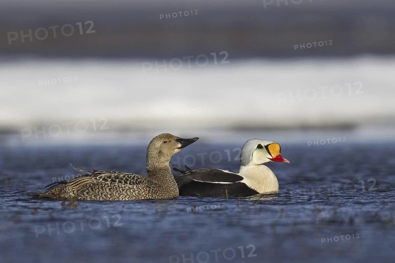 King Eider (Somateria spectabilis), Alaska, USA