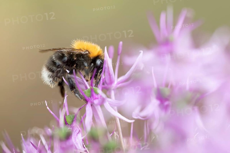 Tree bumblebee (Bombus hypnorum) adult bee insect feeding on a garden purple Allium flower in summer, England, United Kingdom