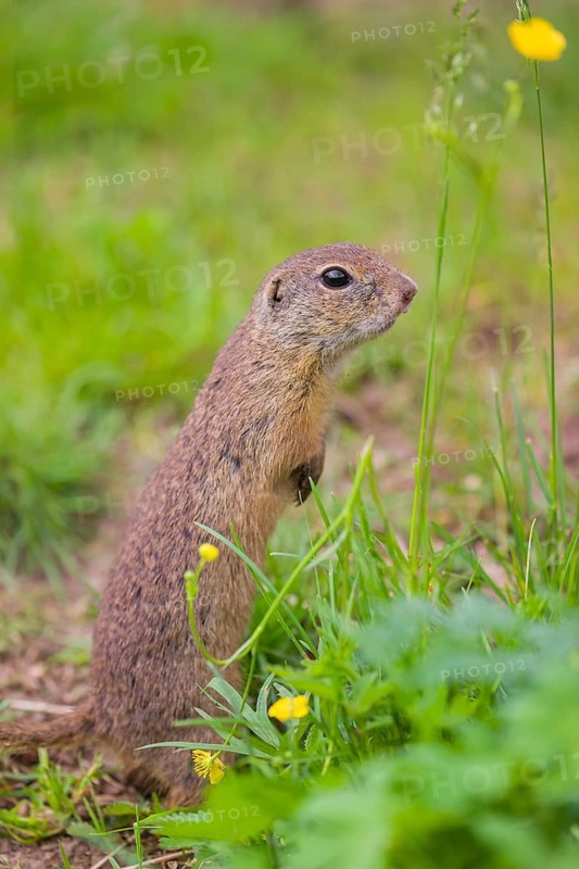 An adult European ground squirrel (Spermophilus citellus) or European souslik sits in green gras next to a flowering Ranunculus