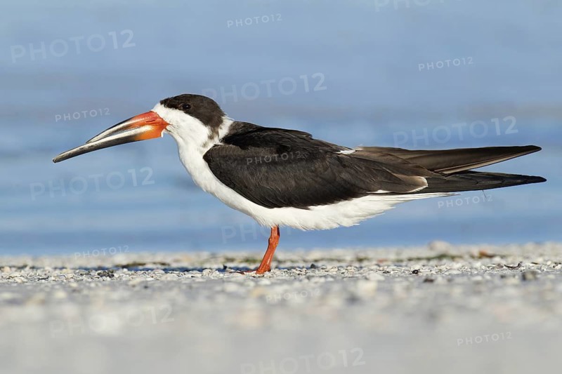 Black Skimmer (Rynchops niger), Florida, USA