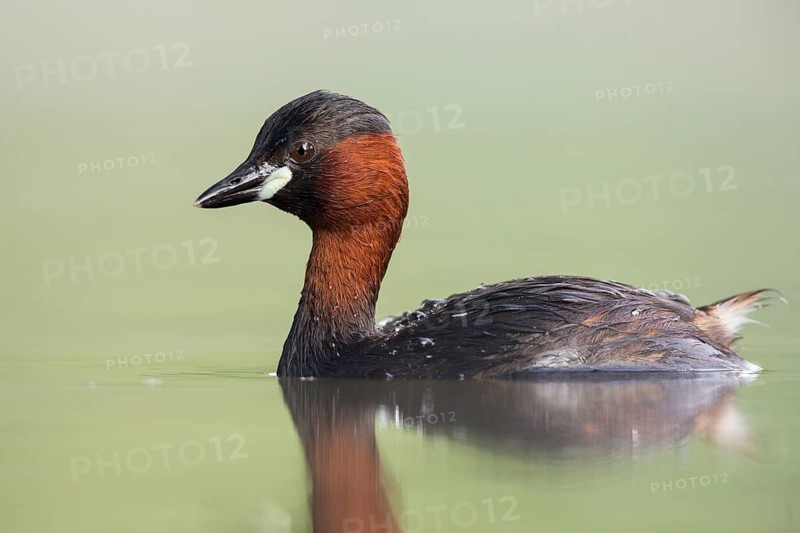 Little Grebe (Tachybaptus ruficollis), Hesse, Germany