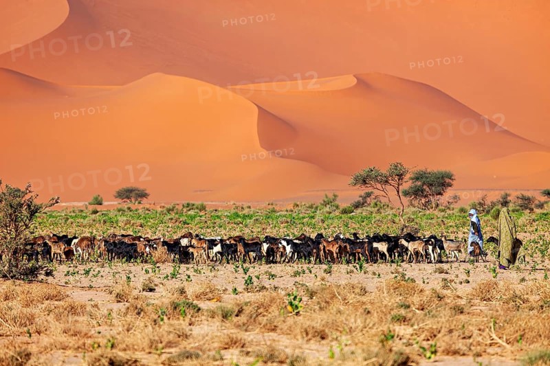 Herd of goats in a desert landscape with herdsman and large sand dune in the background, goatherds in the Sahara in Algeria