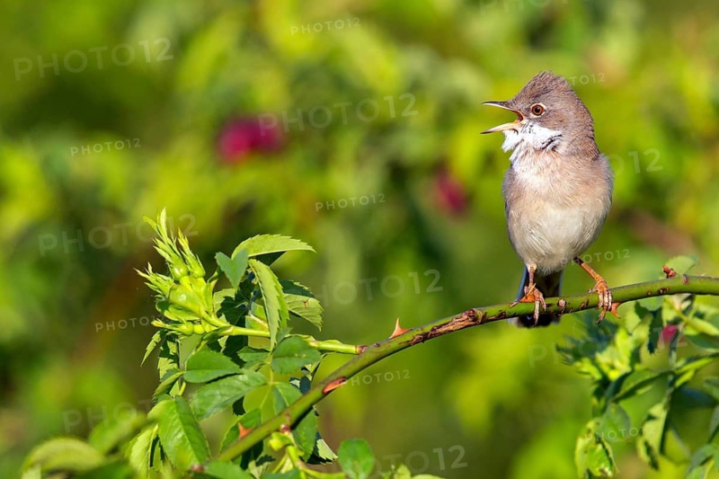 Whitethroat, (Sylvia communis), animals, birds, warbler family, songbird, perch, Bad Dürkheim district, Rhineland-Palatinate, Federal Republic of Germany