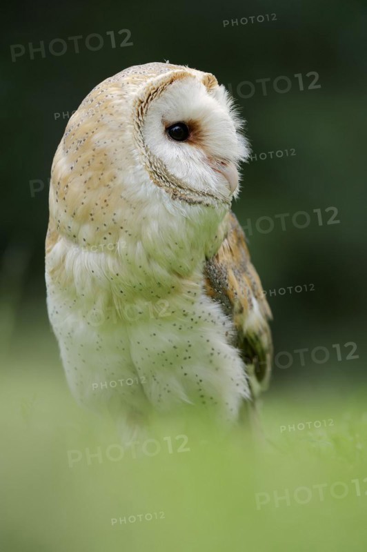 Barn owl (Tyto alba), captive, North Rhine-Westphalia, Germany