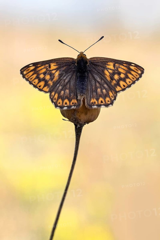 Duke of Burgundy (Hamearis lucina) butterfly on flower, Bavaria, Germany