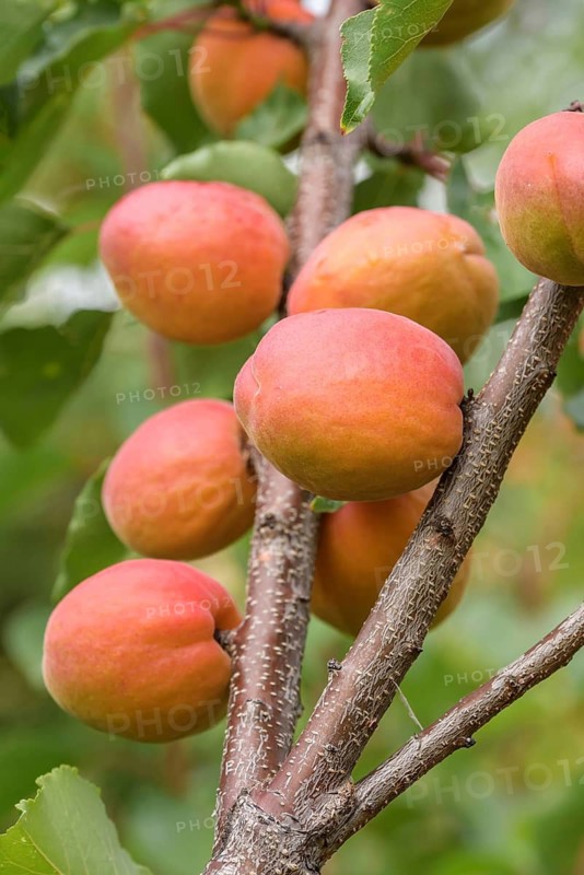Apricot (Prunus armeniaca 'Anegat'), Baum- und Rebschule Schreiber KG, Federal Republic of Germany