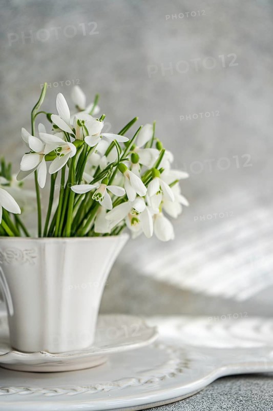 White snowdrops in a stylish ceramic tea cup placed on a matching saucer, set against a soft grey backdrop