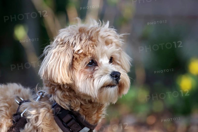 Domestic dog (Canis lupus familiaris), Maltipoo, breed, portrait, cute, This designer dog breed is a cross between a Maltese and a Poodle