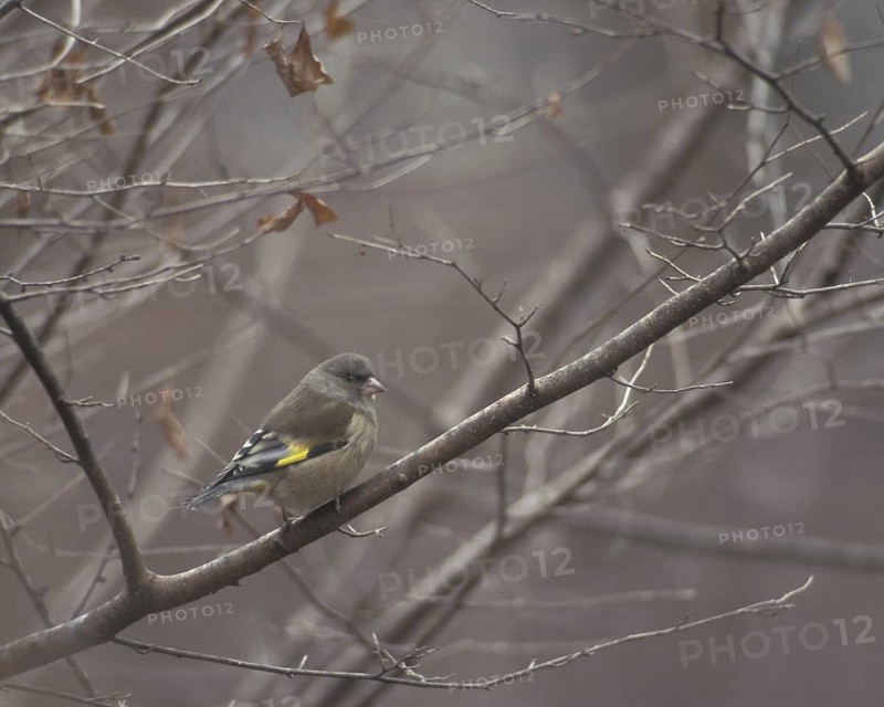 Grey-capped Greenfinch (Chloris sinica) male, Japan