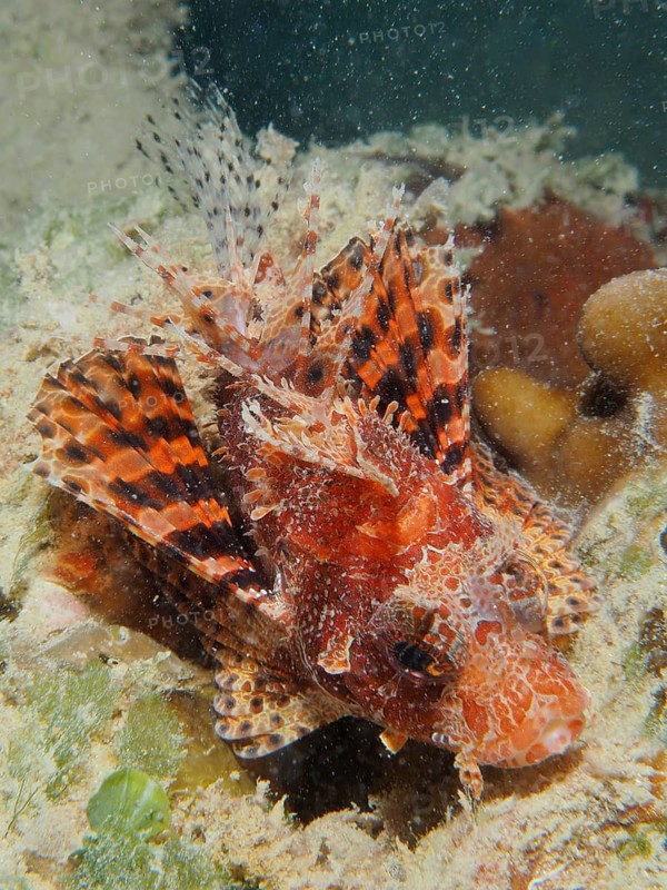 Red Sea Dwarf Lionfish (Dendrochirus hemprichi)