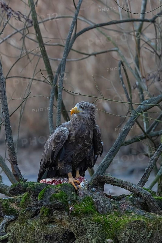 One white-tailed eagle (Haliaeetus albicilla) sitting on a small hammock feeding on a common carp. Fall foliage in late light in the background