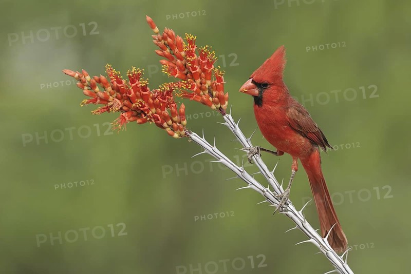Northern Cardinal (Cardinalis cardinalis), Texas, USA