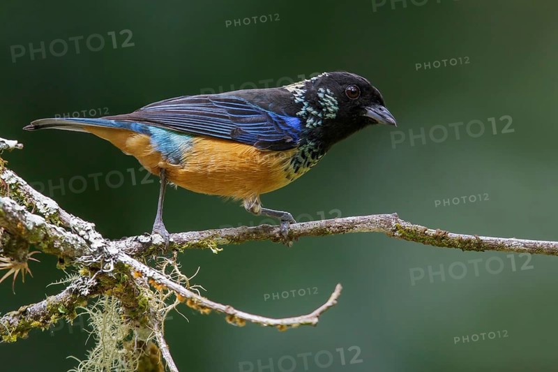 Spangled-cheeked Tanager (Tangara dowii) perched on a branch in Costa Rica
